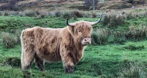 Highland Cow
