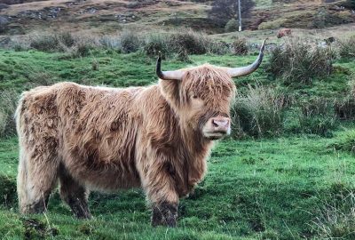 Highland Cow